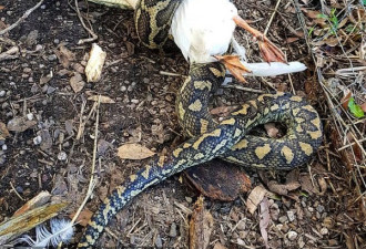 澳洲蟒蛇活吞大鸭，网友惊呼：难以置信