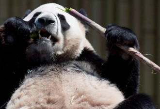 动物园大熊猫预测：多伦多淘金人队夺格林杯！