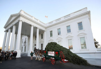 白宫圣诞树到喽！第一夫人偕小儿子拜伦亲迎