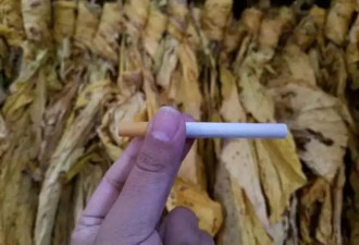 原来每一口“中华烟”，都有津巴布韦的味道