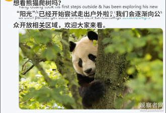 旅英大熊猫爬围栏遭电击 动物园被批“太残忍”