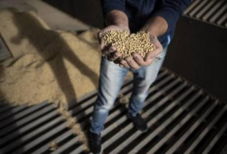 中国买完俄罗斯大豆 又去阿根廷考察豆粕企业