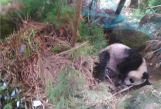 瓦屋山：患病大熊猫跑进村民家“求援”