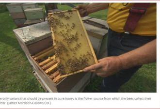 加拿大22%蜂蜜是假的：来自希腊、中国、印度