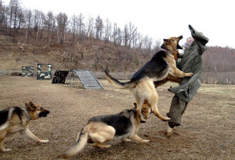 朝鲜人养狗不过5年的真实原因曝光！太悲