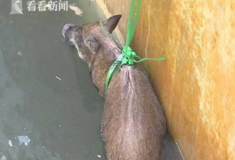 俩野猪跑进工厂 “跳”进水里泡了半天