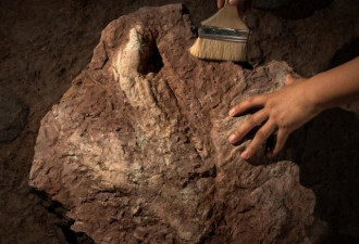 中国发现亚洲首例霸王龙足迹，化石尺寸惊人