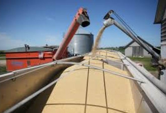 贸易协商前夕 美国数百万吨大豆正全速驶往中国