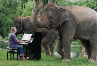 他是为大象弹琴的音乐家 在泰国替人类赎罪8年