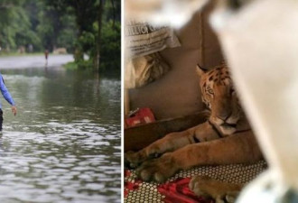 印度爆发大洪水，老虎趁机逃出公园躲床上大睡
