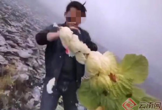 摘珍稀植物拍视频被调查 专家：一生只开1次花