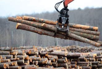 美国征收进口软木惩罚性关税 加拿大向世贸上诉