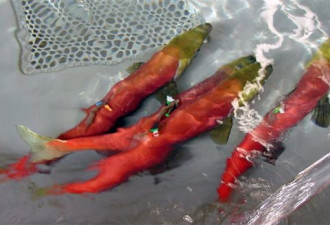 科学家建议将红鲑鱼列入受保护动物名单