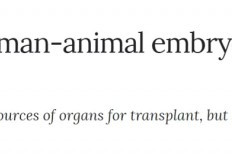 史上第一个人兽杂交胚胎实验被批准！
