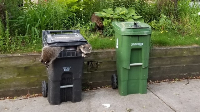 Image result for raccoon toronto green bin