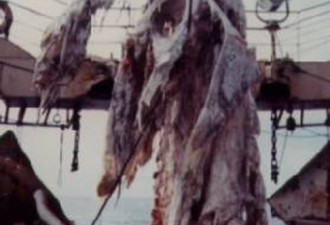 深海神秘生物：1977年太平洋怪尸事件