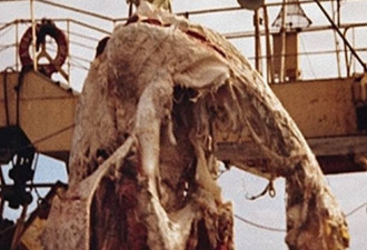 深海神秘生物：1977年太平洋怪尸事件