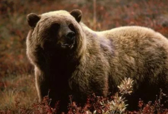 大灰熊跟踪保育人员遭射杀