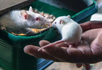 饿坏癌细胞：老鼠实验证明，控制饮食有助抗癌