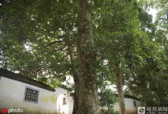 这个小村庄里竟然长着上千株数百年的金丝楠木