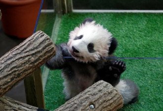 首只在法国诞生的熊猫宝宝获法国第一夫人命名