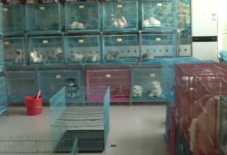南京宠物黑店卖“星期狗”出笼5分钟吐血亡