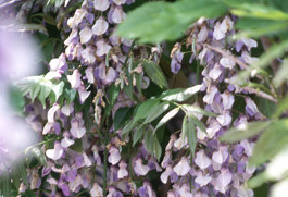 养花种草系列156：紫藤Wisteria的种法