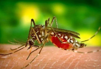蚊子也是为了养孩子才吸血，人类应该宽容点！