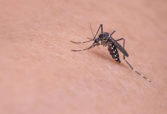 蚊子也是为了养孩子才吸血，人类应该宽容点！