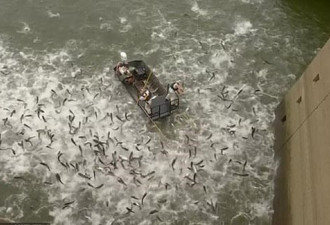 壮观！美国人给湖水通电 上千鲤鱼疯狂出水