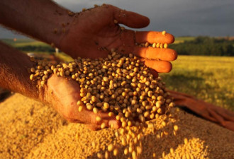 尽管美中贸易紧张局势再上升 大豆价格小幅收高