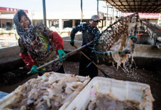 海蜇是卖给中国人 还是留给濒危海龟？