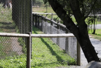 温哥华动物园黑熊咬伤进入禁区的女孩