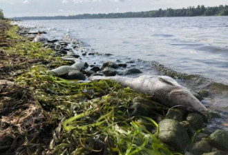 安省水域遭有毒物质污染，上千死鱼被冲上河岸