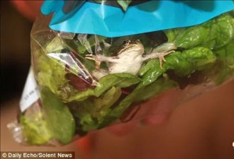 惊！美国超市买的沙拉居然吃出青蛙蜥蜴和蝙蝠