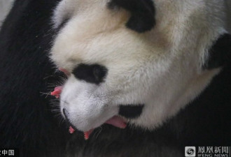超萌！旅居比利时大熊猫成功诞下双胞胎宝宝