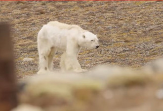 加拿大北极熊被饿得瘦骨嶙峋 奄奄一息