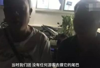 大象踩死领队背后：这个产业的残忍超乎想象