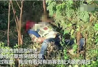 大象踩死领队背后：这个产业的残忍超乎想象