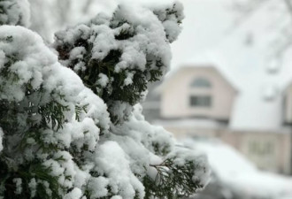 温哥华下了第一场雪，停电停课乱套了