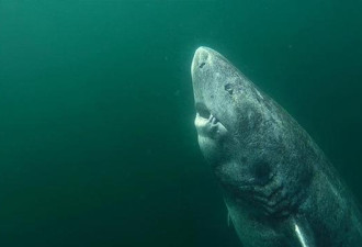 在格陵兰岛水域发现条可怕的鲨鱼 年龄近500岁