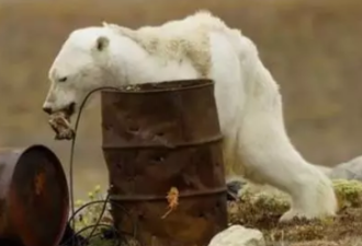 加拿大一只快饿死的北极熊在翻垃圾桶