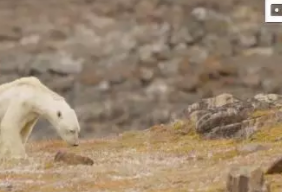 加拿大一只快饿死的北极熊在翻垃圾桶