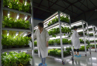 大麻合法化还会在这些方面影响你的生活...