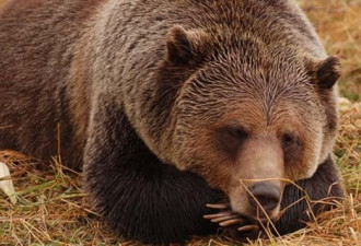 禁猎灰熊：加拿大BC省将推出监管框架