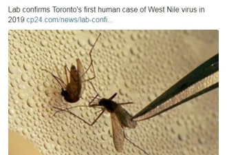 多伦多惊现致命病毒！蚊虫叮下可导致死亡！