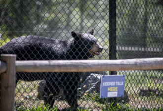 小女孩穿过安全栏 被加拿大动物园的黑熊咬伤