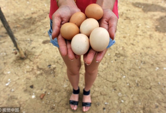 土鸡蛋更有营养？这6大谣言骗了你多少年