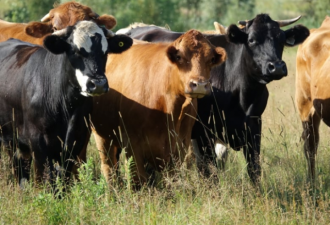 加拿大牛肉生产商开会 讨论牛肉产业前景