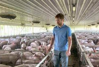 非洲猪瘟肆虐 中国采购七周来最大一批美国猪肉